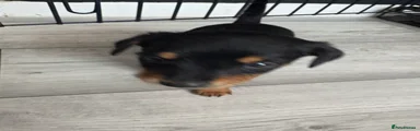 Chihuahua Puppy 2