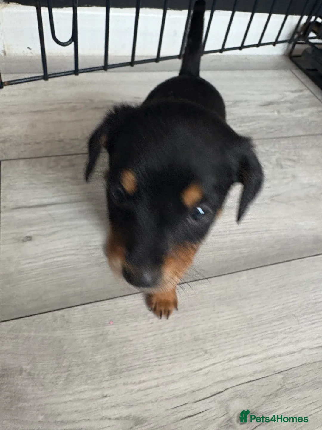Chihuahua dogs for sale: Puppies  - Advert 2