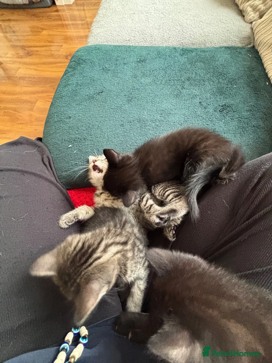 Domestic Shorthair cats for sale: 3 Kittens Ready Oct 4th - WR12 - Advert 31