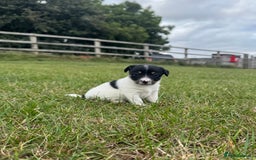 Jack Russell dogs for sale: Jack Russell Puppies - Image 6