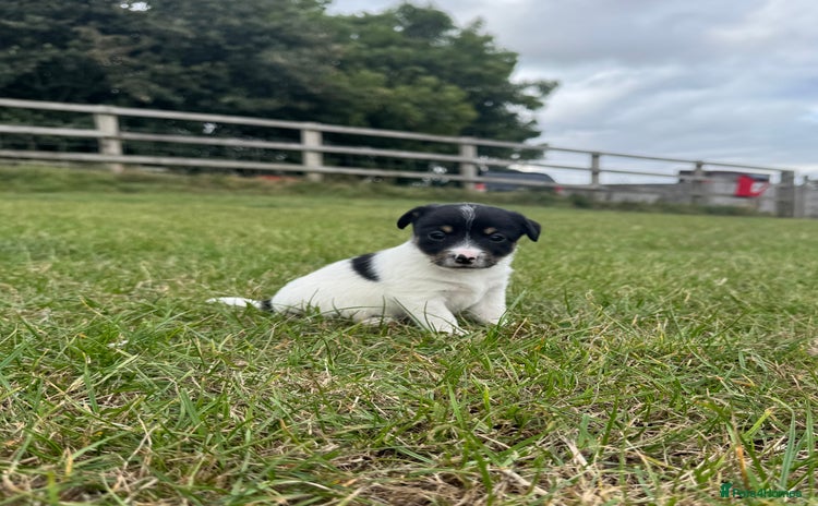 Jack Russell dogs - Advert 12