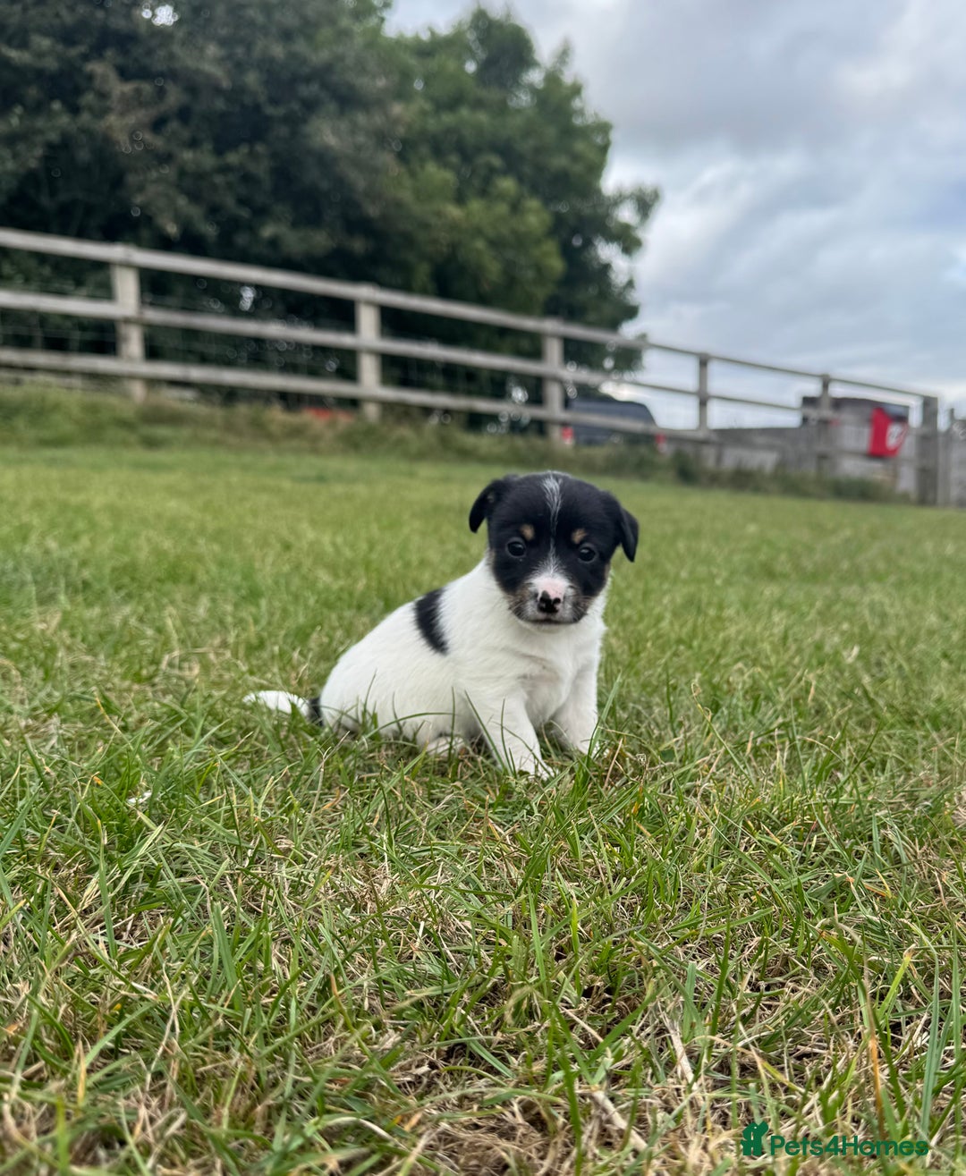 Jack Russell dogs for sale: Jack Russell Puppies - Image 6