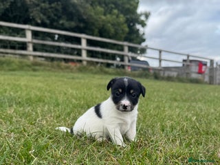 Jack Russell dogs - Advert 29