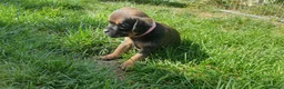 Mixed Breed dogs for sale: Beautiful Puppies  in Martock - Advert 13
