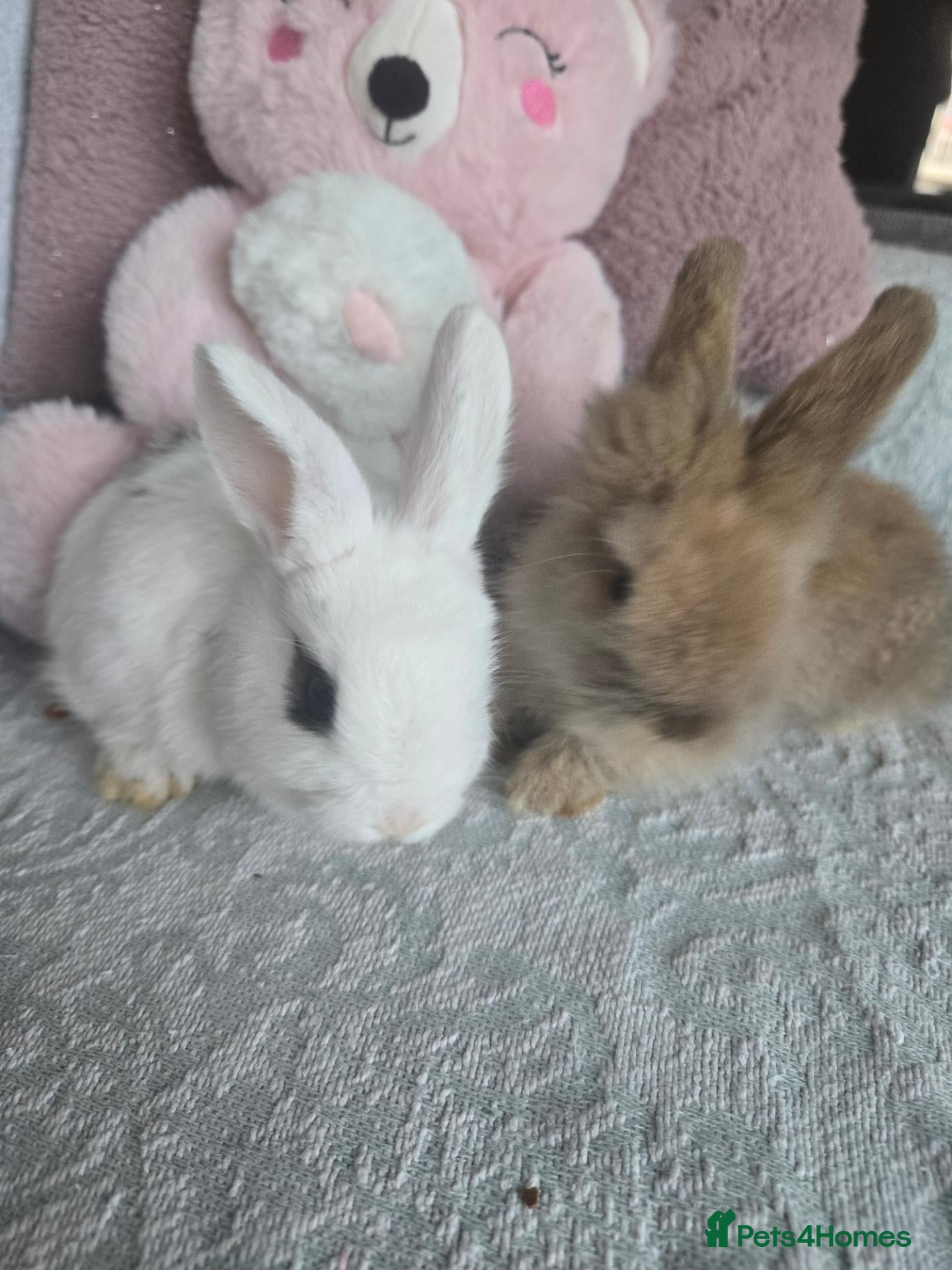 Mini Lion Lop rabbits Friendly blue eyes Double mane lion lops.  - Advert 2