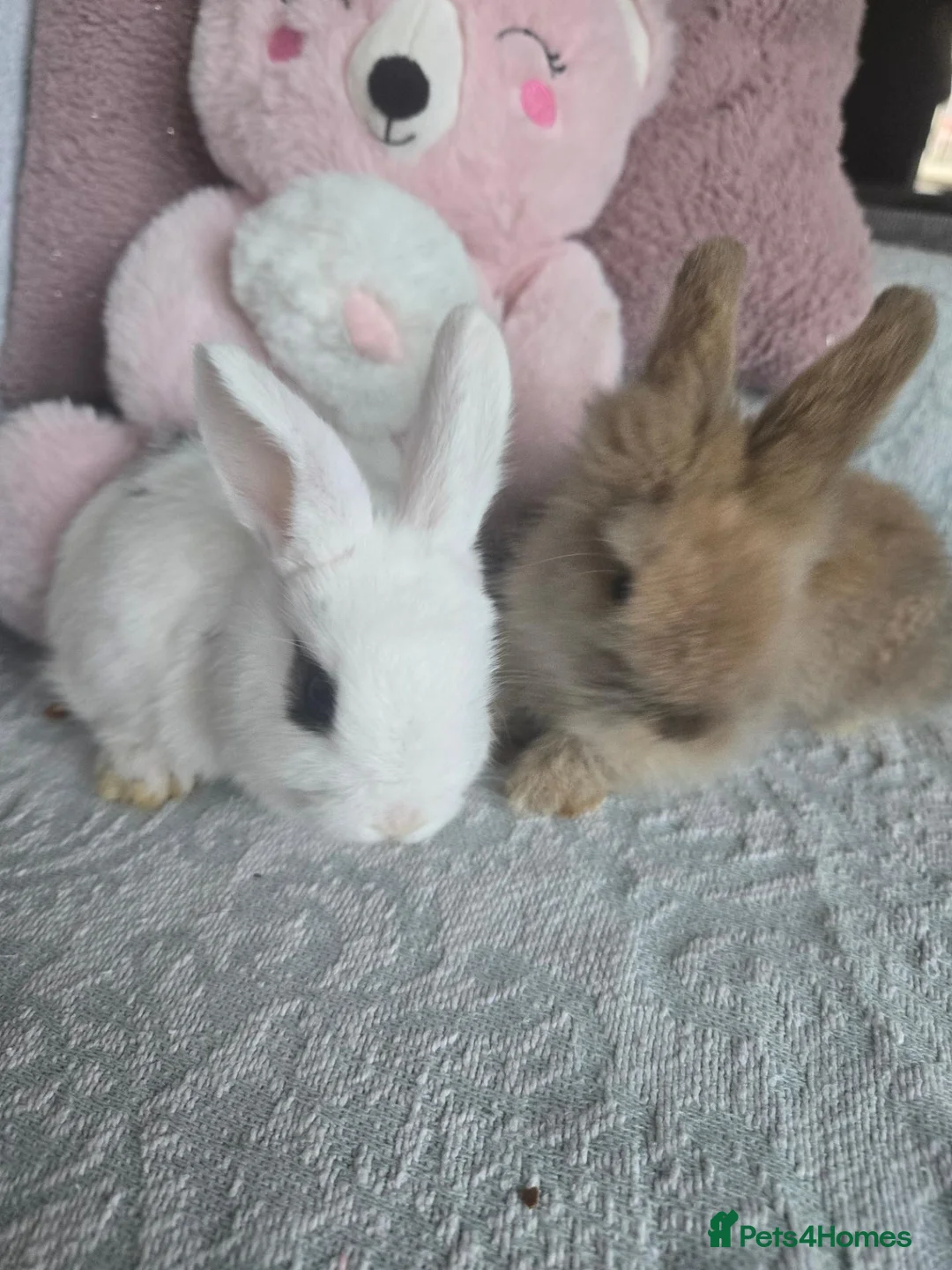 Mini Lion Lop rabbits for sale: Friendly blue eyes Double mane lion lops.  - Advert 2