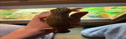 Leopard Gecko reptiles for sale: Female leopard gecko  - Advert 3