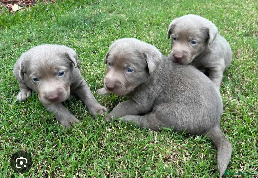 Labrador Retriever dogs for sale: Stunning deep blue lab puppies  - Advert 1