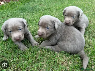 Labrador Retriever dogs Stunning deep blue lab puppies - Advert 1