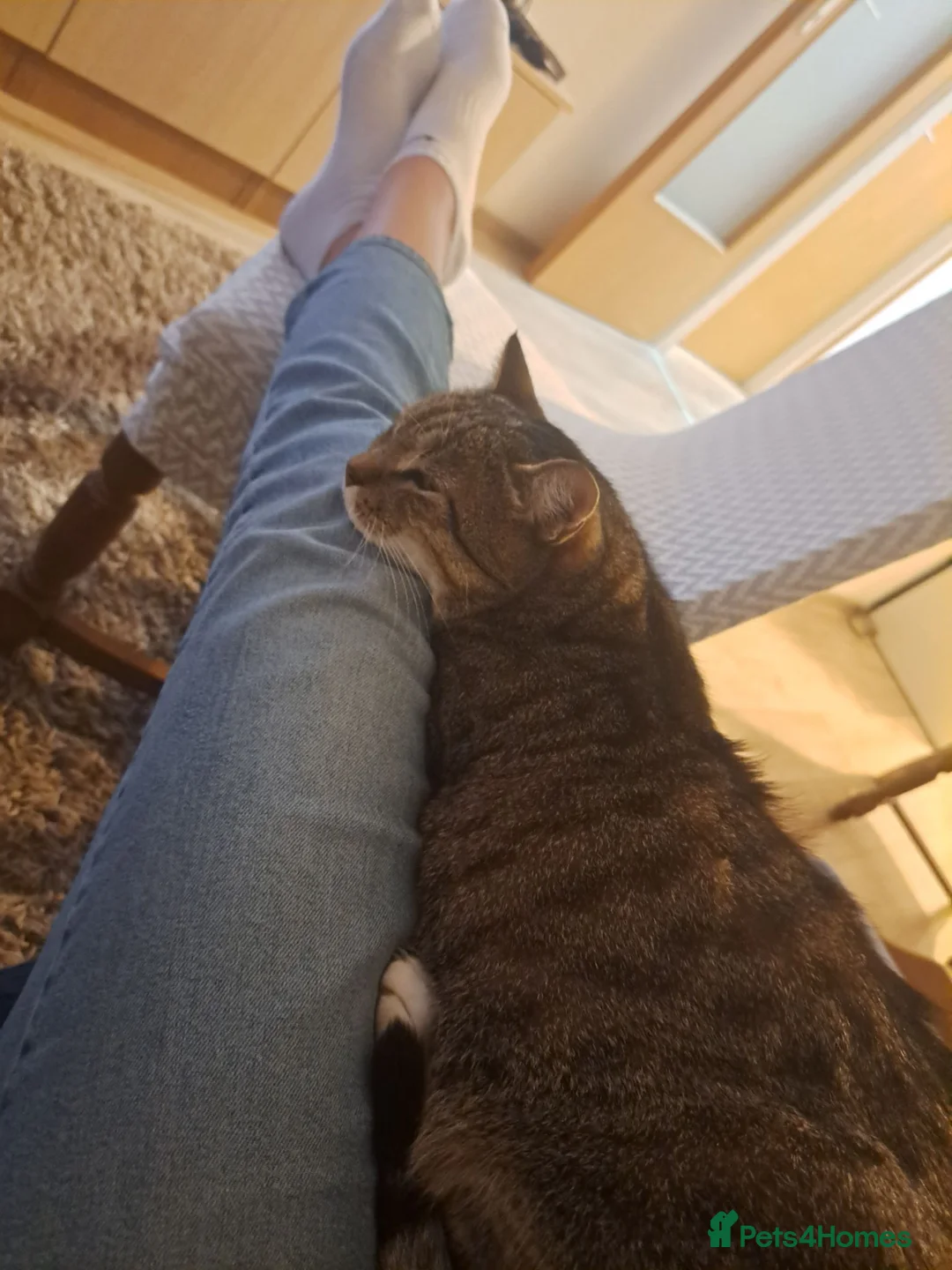 Mixed Breed cats for sale: Test Advert: Petras cats - Advert 6
