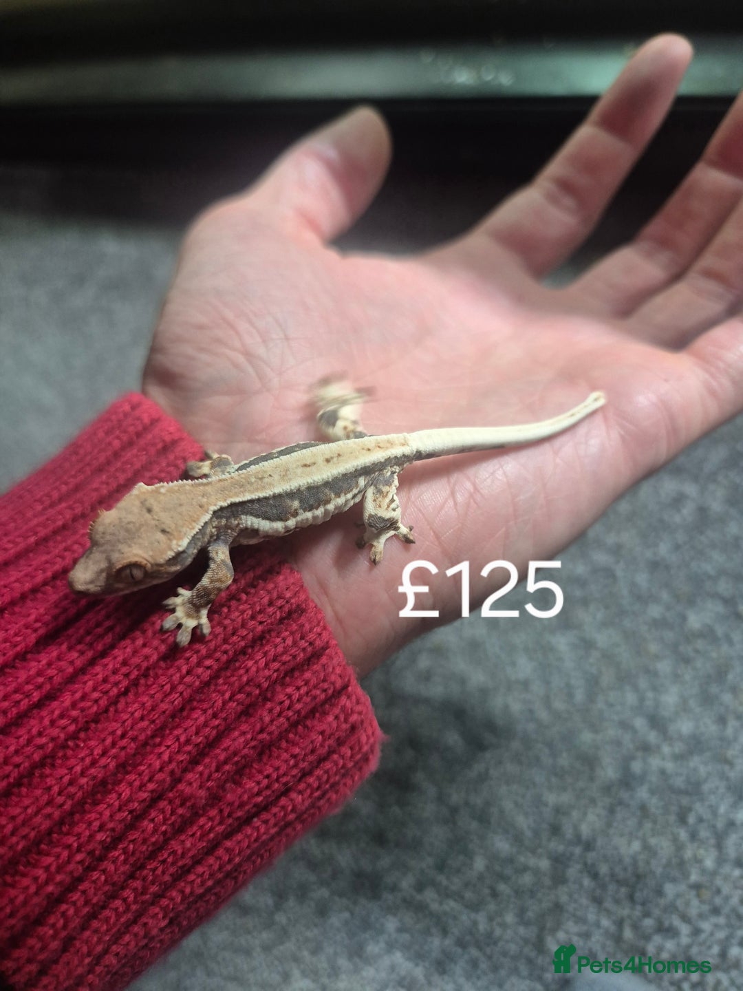 Gecko reptiles for sale: Crested geckos - Advert 6