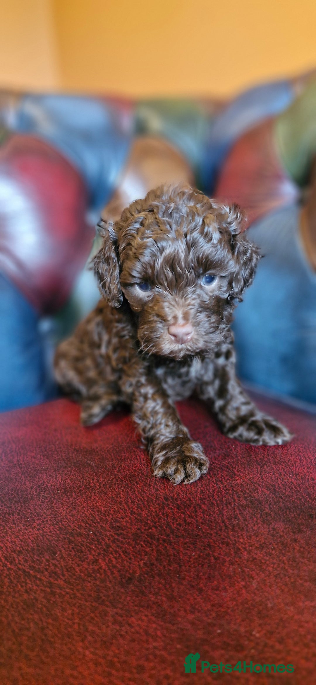 Cavapoo dogs for sale: Gorgeous f1bb Multicolour Cavapoo pups - Image 20