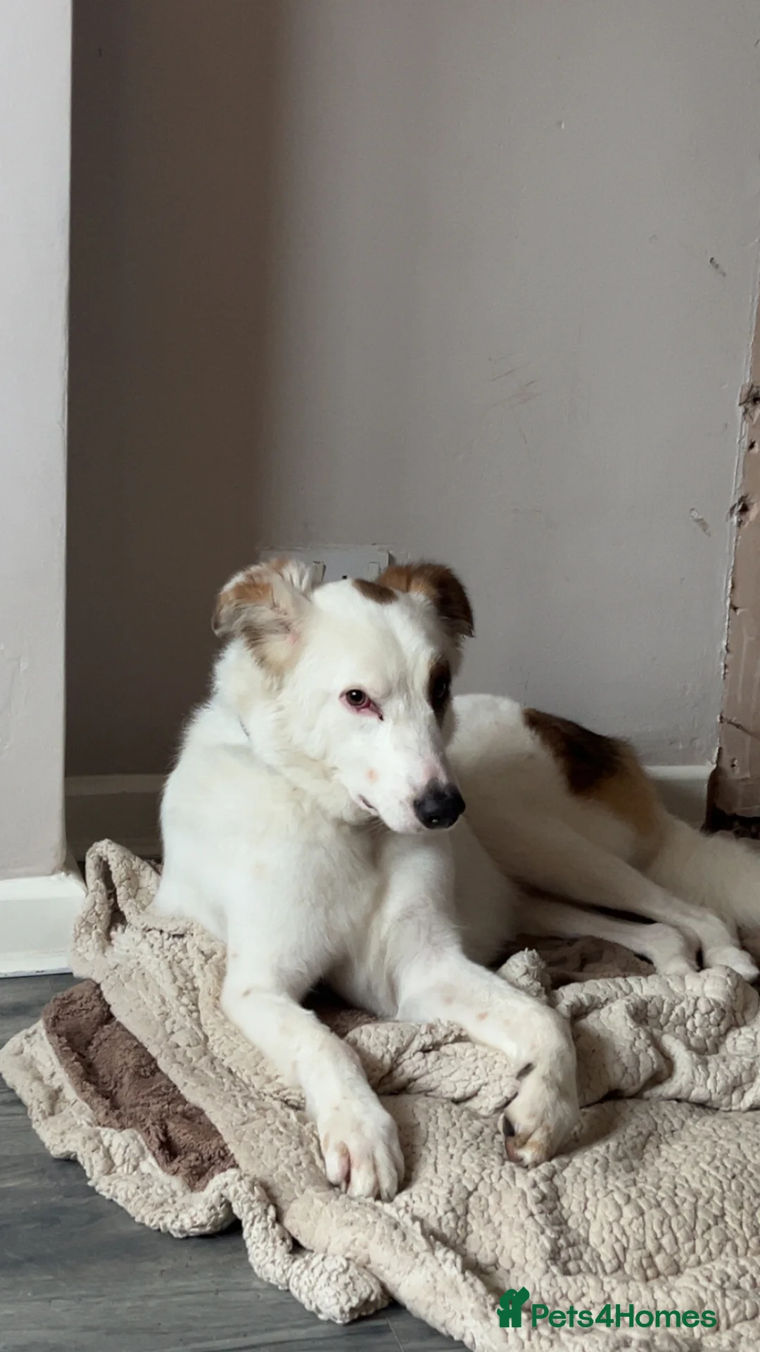 Mixed Breed dogs for sale: Ruby looking for a loving home  - Advert 1