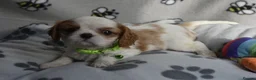 Cavalier King Charles Spaniel dogs for sale: Fully Health Tested KC Cavalier King Charles S in Rugby - Advert 4