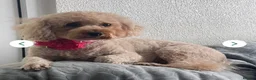 Cavapoo dogs for sale: 🐶🐾Cavaschnauzer🐾🐶Adorable Pups🐾🐶 - Advert 4