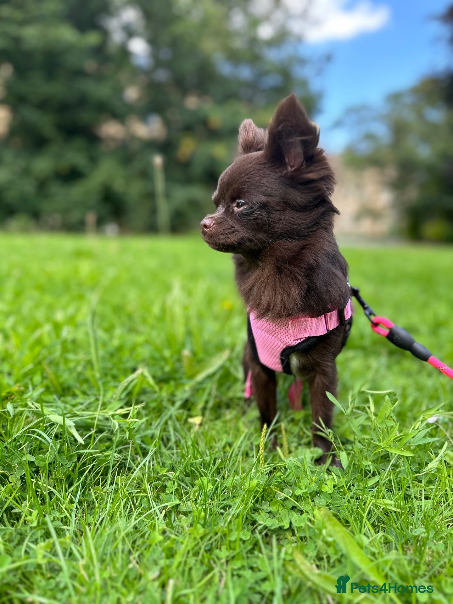 Chihuahua dogs 2 Chichi Sisters Looking for a Forever Home 🐾❤️ - Advert 1
