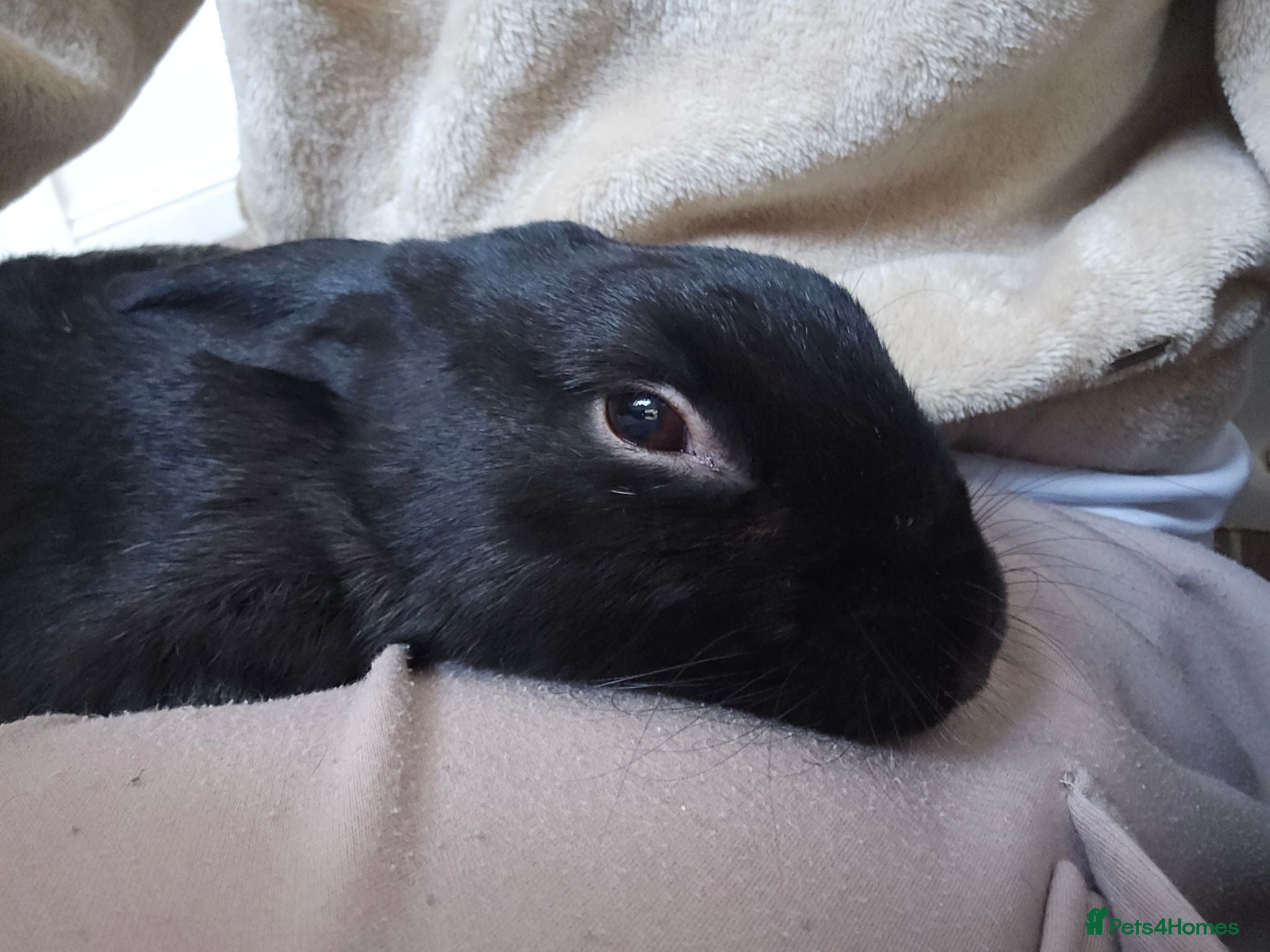 Mixed Breed rabbits 3 Year Old Mixed Rex - Advert 1