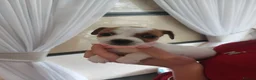 Jack Russell dogs for sale: Beautiful Jack russell puppies in Maidstone - Advert 3