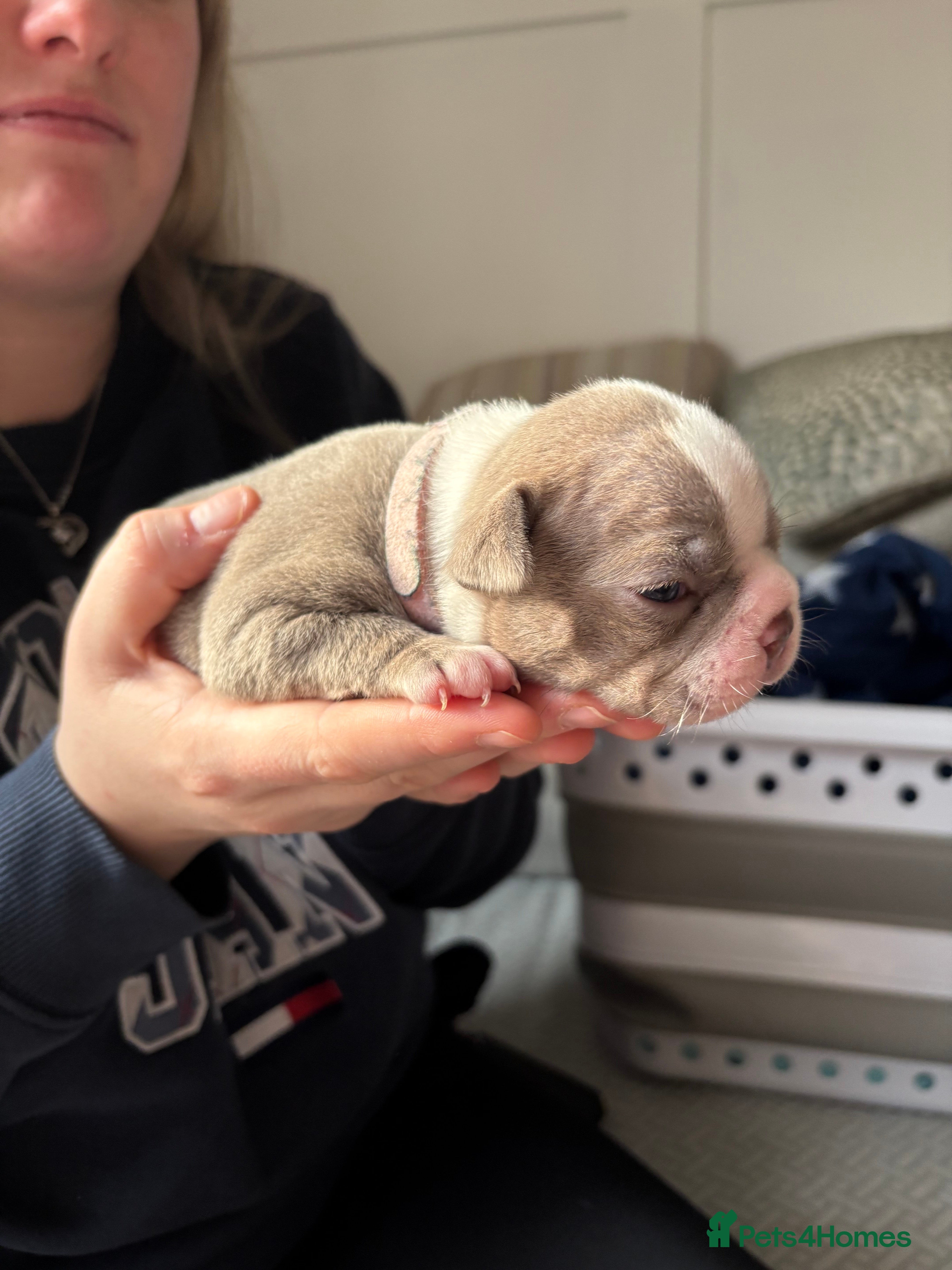 Boston Terrier dogs Rare & Premium Champaign KC Boston Terriers - Advert 6