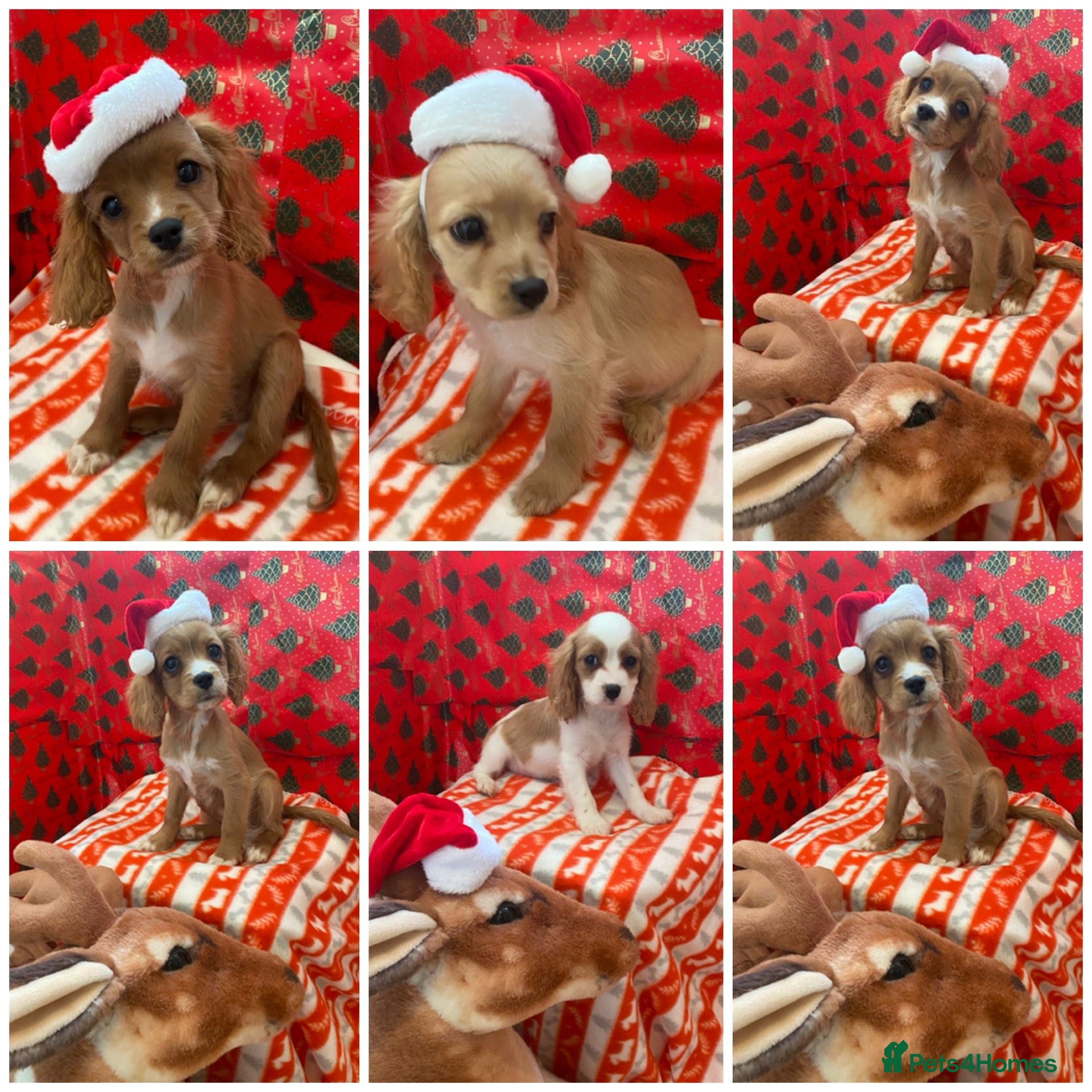 Cavapoo dogs DNA clear F1 cavapoo including BVA heart/eyes - Advert 12