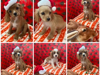 Cavapoo dogs DNA clear F1 cavapoo including BVA heart/eyes - Advert 15