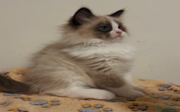 Ragdoll cats for sale: 💙🐾Tica full Pedigree🐾EU Ragdoll 🐱🐾DNA Clear - Image 21