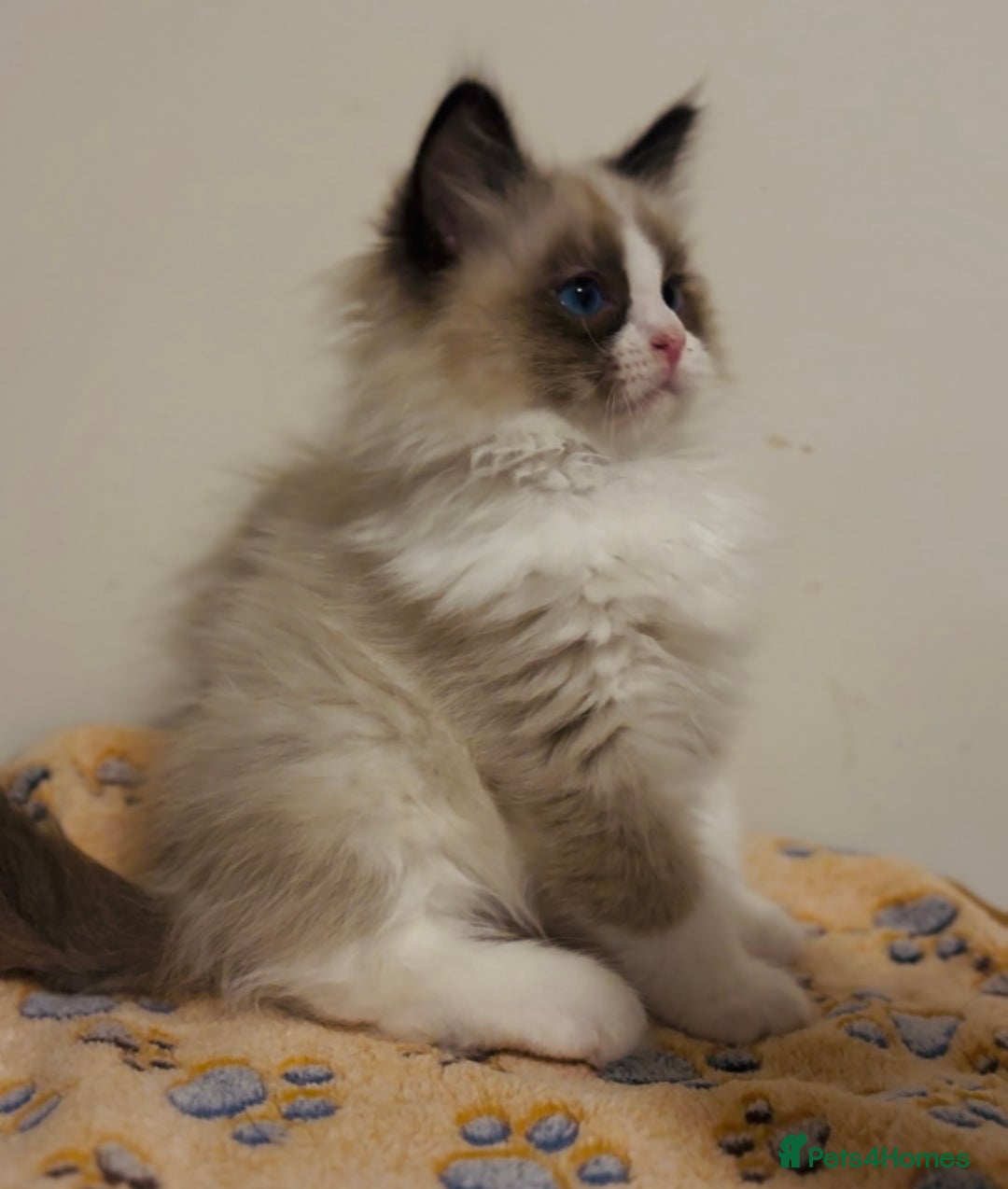 Ragdoll cats for sale: 💙🐾Tica full Pedigree🐾EU Ragdoll 🐱🐾DNA Clear - Image 21