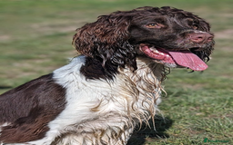 English Springer Spaniel dogs for sale: Stunning Liver & White Springer Spaniel puppies  - Image 11