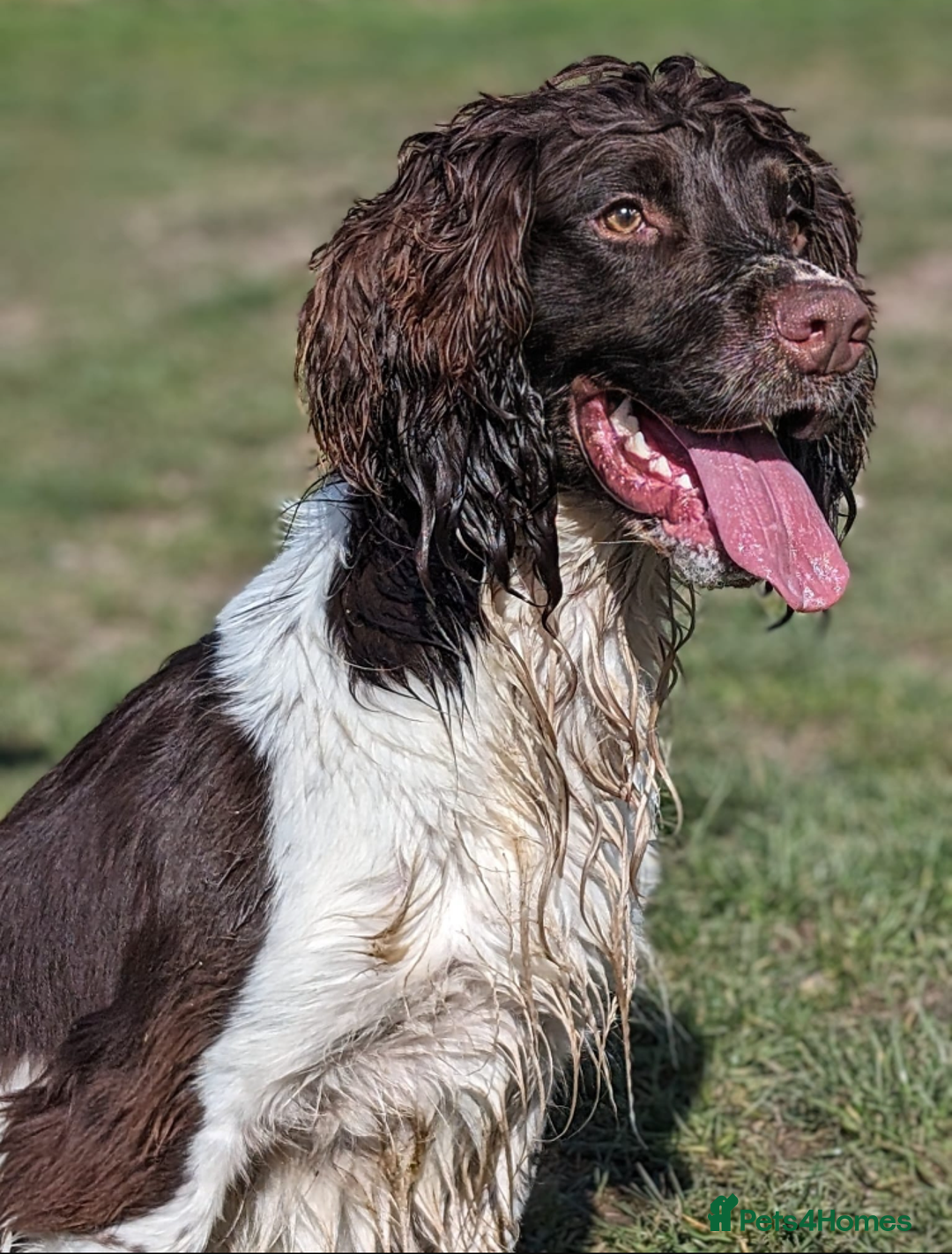 English Springer Spaniel dogs for sale: Stunning Liver & White Springer Spaniel puppies  - Image 11