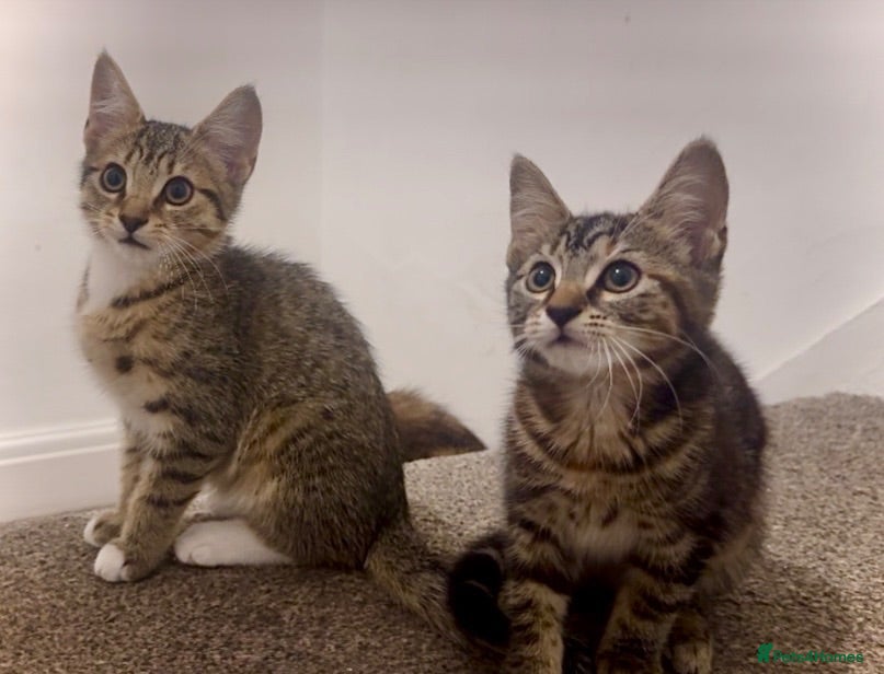 British Shorthair cats 2 Beautiful Cheeky Kittens-Ready now-£50for2 - Advert 9