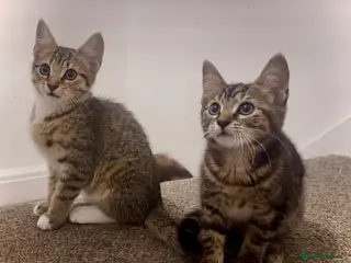 British Shorthair cats 2 Beautiful Cheeky Kittens-Ready now-£50for2 - Advert 16
