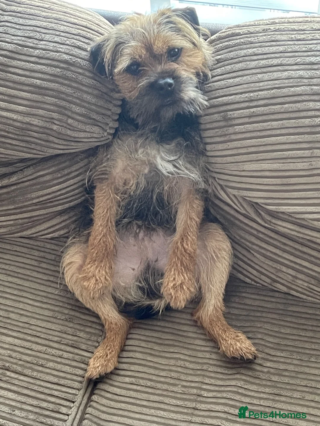 Border Terrier dogs for stud: Colin for Stud - Advert 4