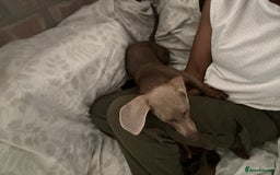 Miniature Dachshund dogs for sale: Lovely Miniature Dachshund for sale - Image 1