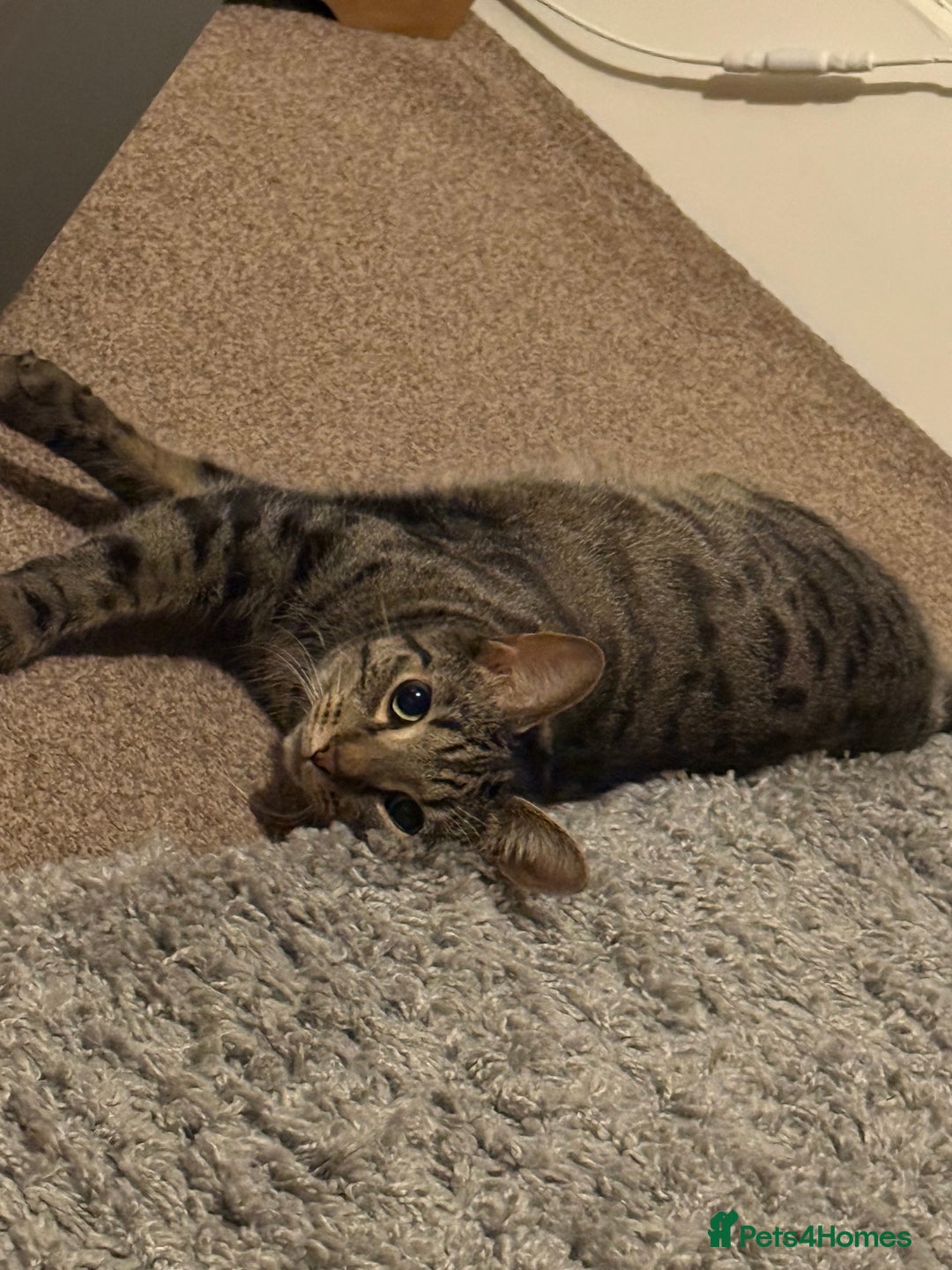 Mixed Breed cats for sale: Jinx! - Advert 2