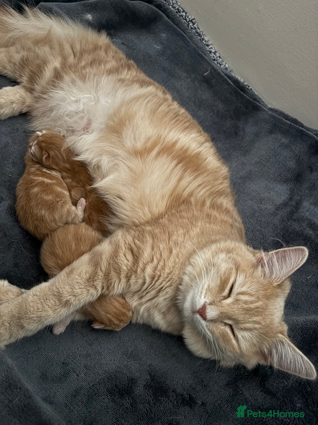 Mixed Breed cats for sale: Adorable fluffy ginger kittens  - Image 16