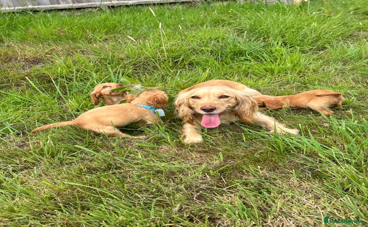 Cocker Spaniel dogs in Fordingbridge - Advert 8