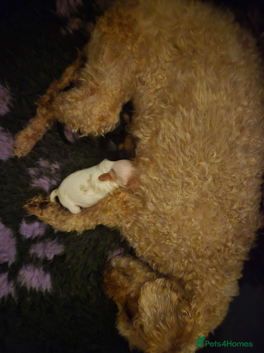 Cavapoo dogs for sale: 1 remaining Cavapoo - Advert 1