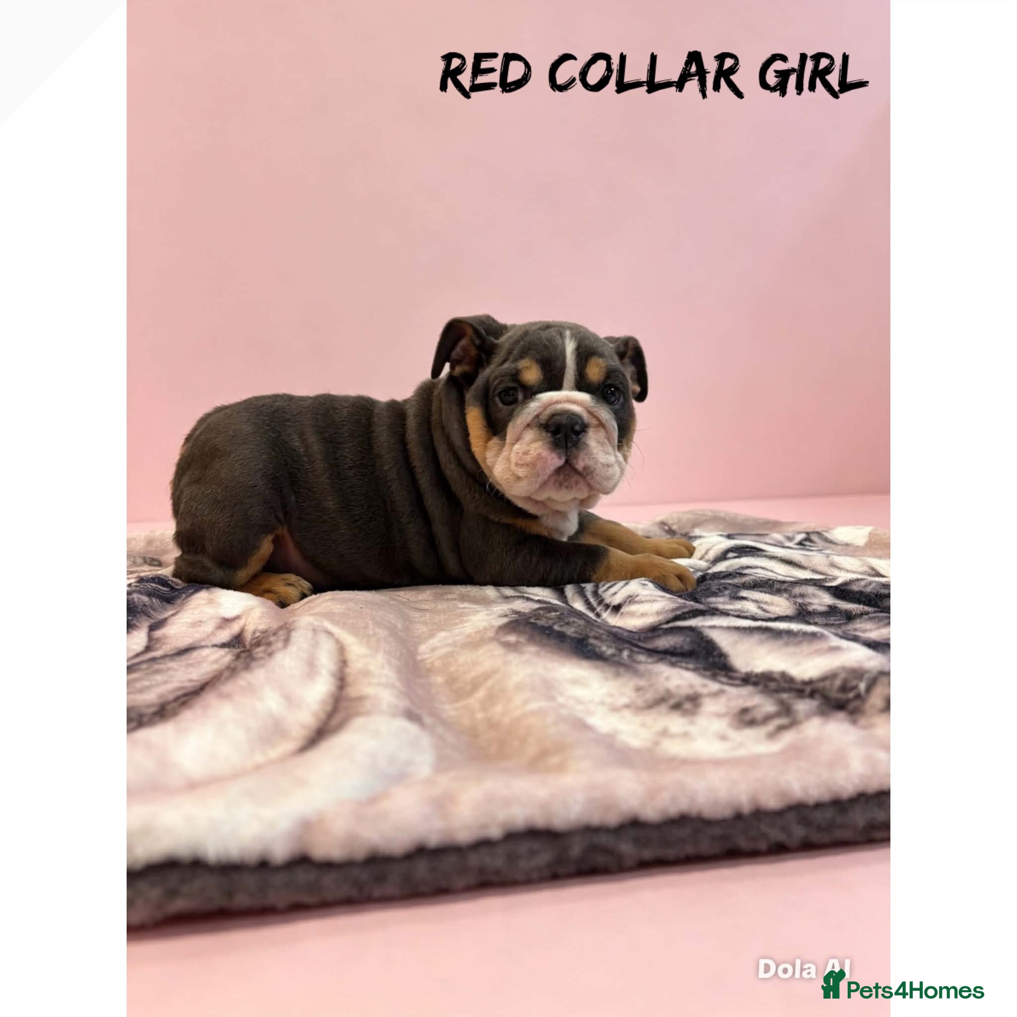English Bulldog dogs English Bulldog Puppies  - Advert 9