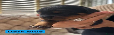 Rottweiler Puppy 1