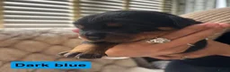 Rottweiler dogs for sale: Rottweiler Puppies  - Advert 21