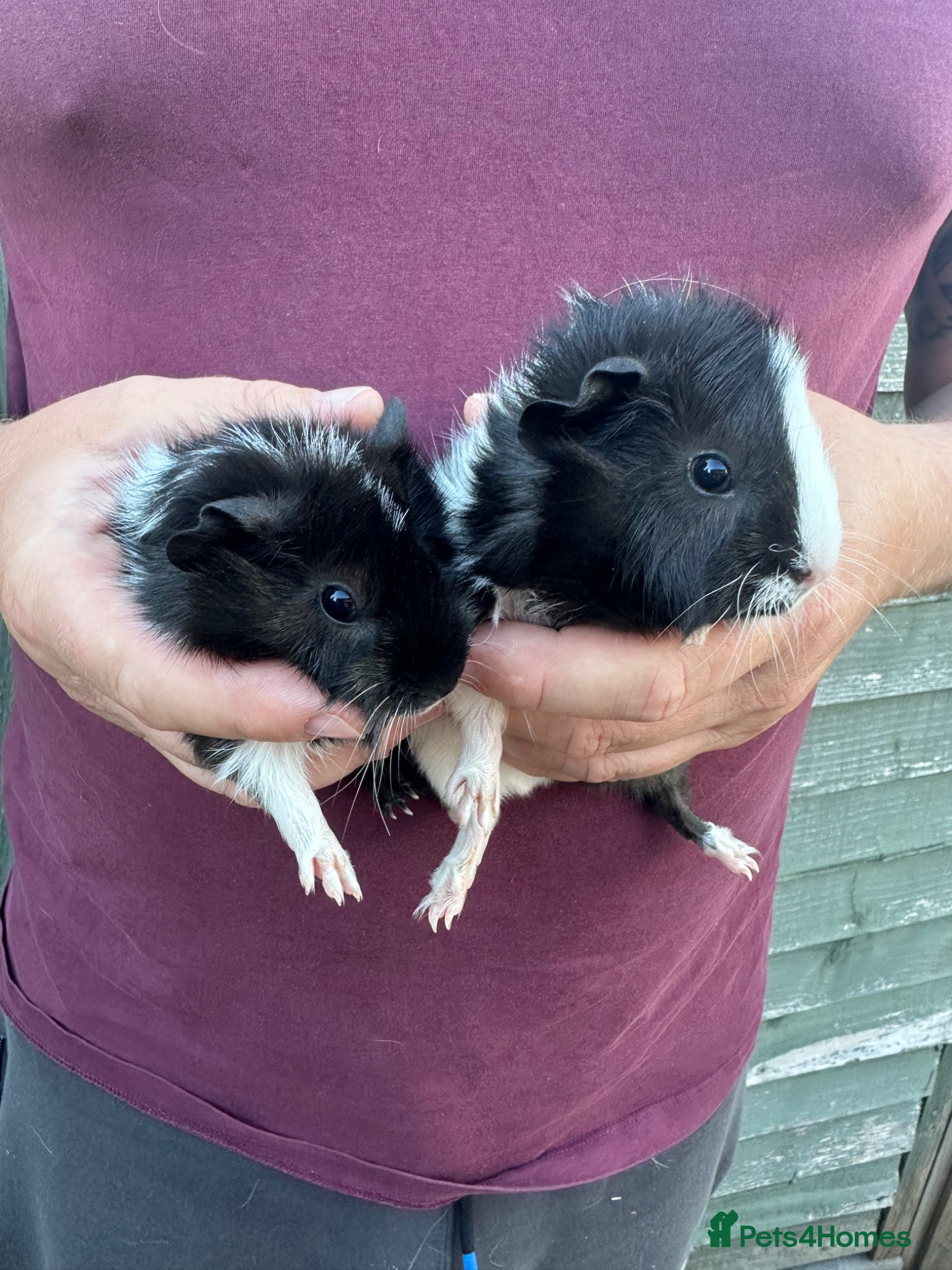 Guinea Pig rodents for sale: Pair of male baby piglets seeking forever homes - Advert 4
