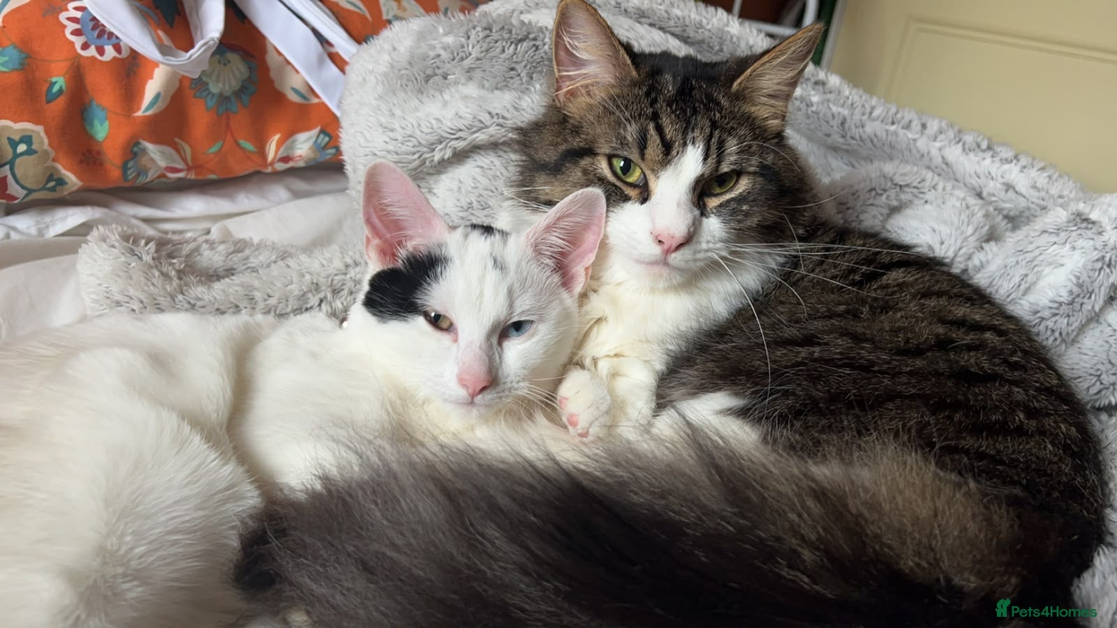 Mixed Breed cats Bonded pair - Advert 15