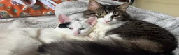 Mixed Breed cats for sale: Bonded pair - Advert 1