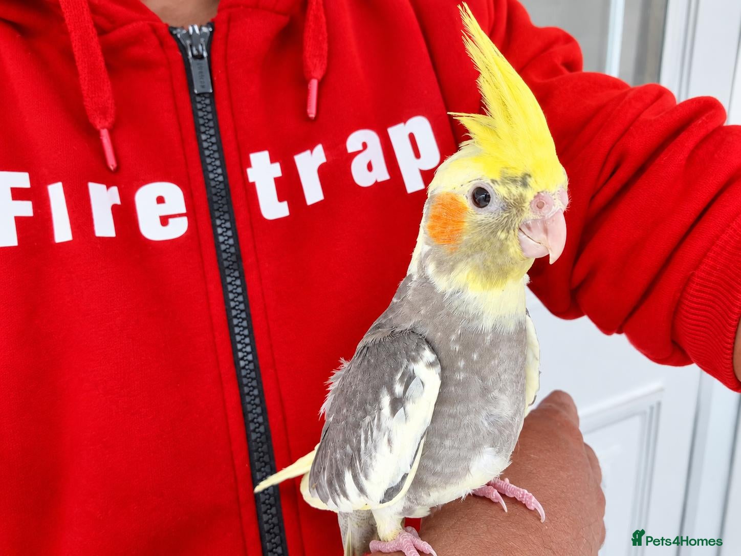 Cockatiels birds Super Tamed baby Cockatiel for sale - Advert 9