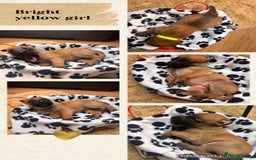 Belgian Shepherd Dog dogs for sale: 🐾 Belgian Malinois x Dutch Herder Puppies 🐾 - Image 13