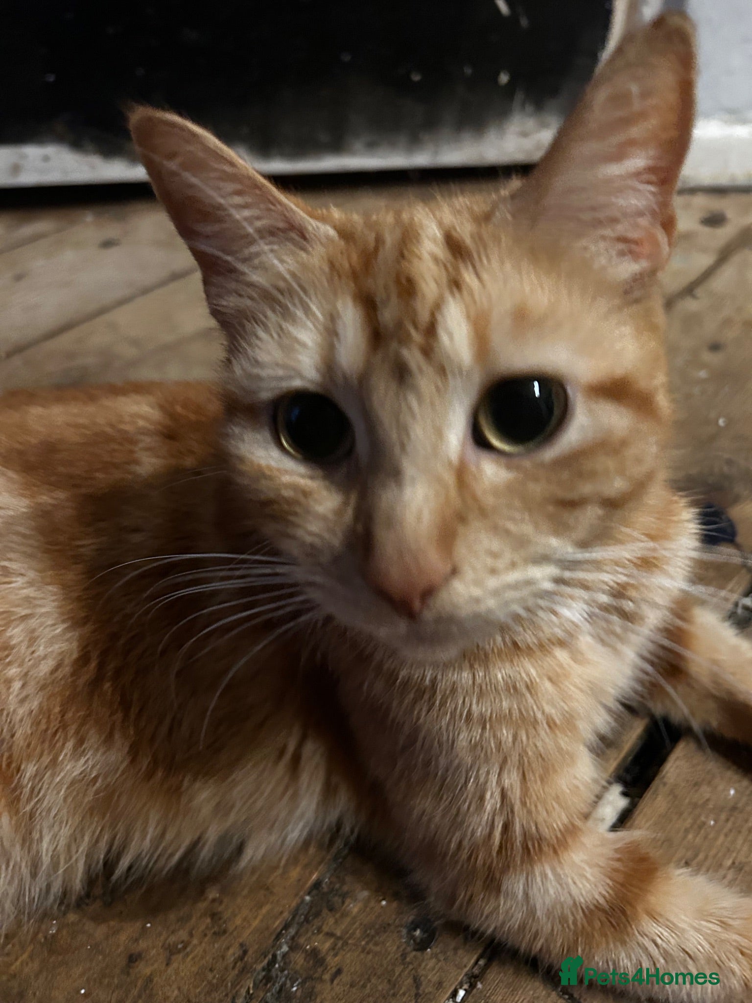 Domestic Shorthair cats Black and ginger female kitten  - Advert 4