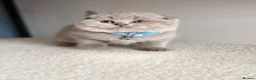 Scottish Fold cats for sale: Last Scottish lillac girl  - Advert 16
