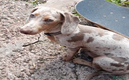 Dachshund dogs for sale: Isabella dapple tan dashound  - Image 1
