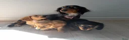 Dachshund dogs for sale: Dachshund Pups looking for their forever homes in Northampton - Advert 2