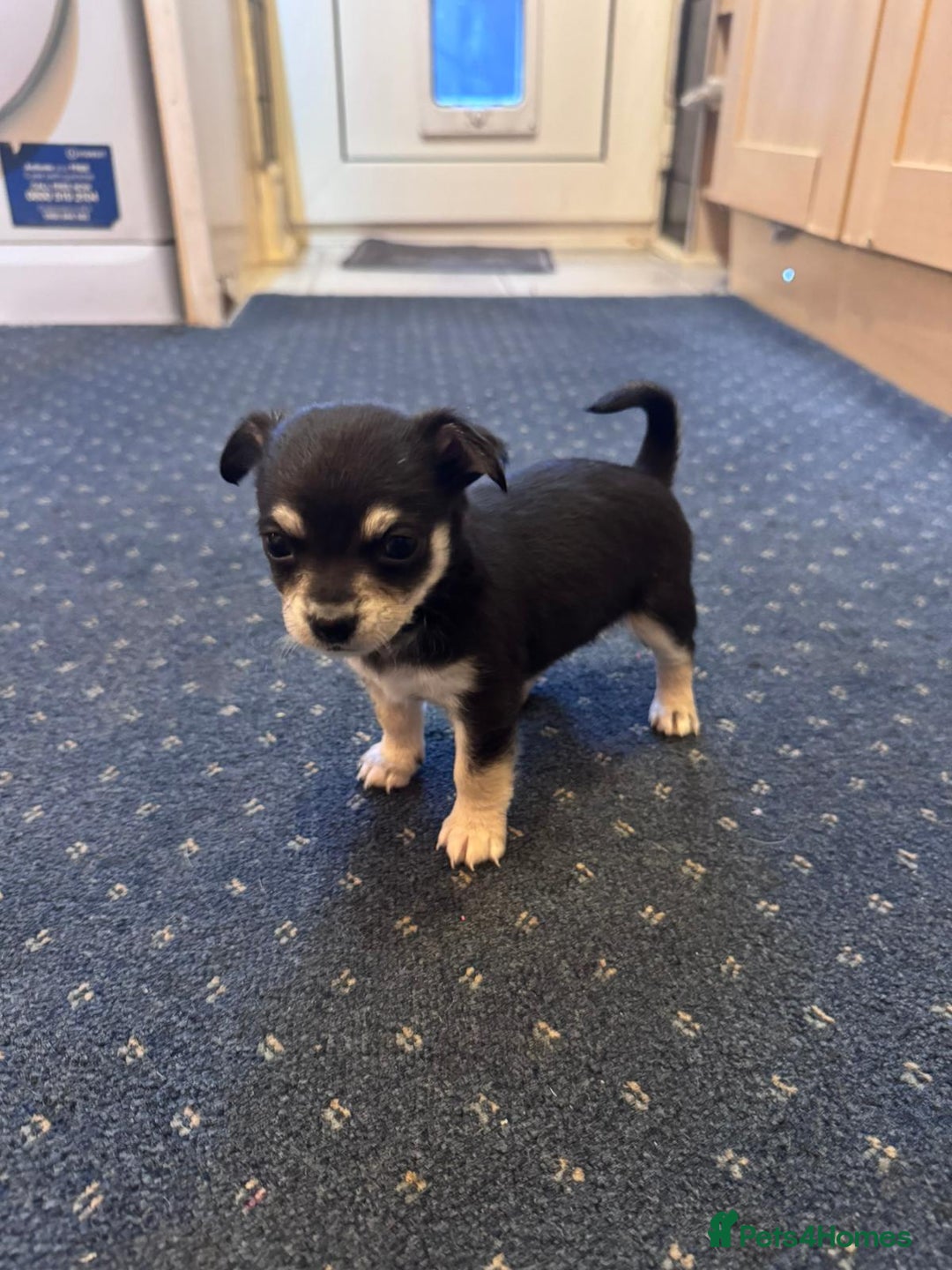 Chihuahua dogs for sale: Chihuahua Puppies For Sale - Advert 9